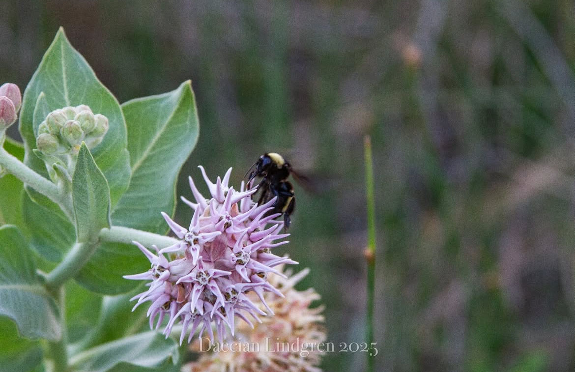 Close up shot of a bee on a flower. Photo by Daecian Lindgren.